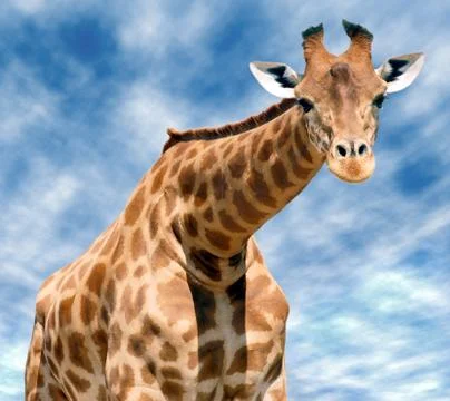 Closeup front giraffe Stock Photos
