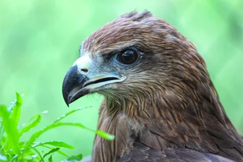 Closeup of the front of Steppe eagle Stock Photos