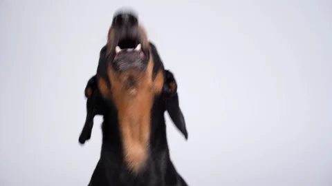 Closeup front view, black and tan dachshund on a white background" Stock Footage 115663333