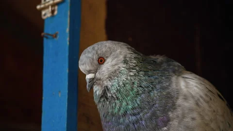 Closeup front view of pigeon bird. Stock Footage 169974198