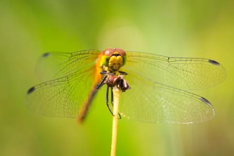 Closeup front view of a Ruddy darter (Sympetrum sanguineum) resting in sunlig Stock Photos