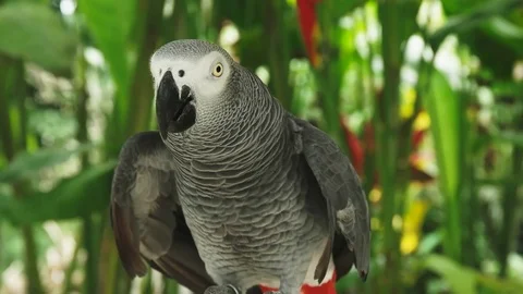 Closeup front view of a tame african grey parrot Stock Footage 80141043