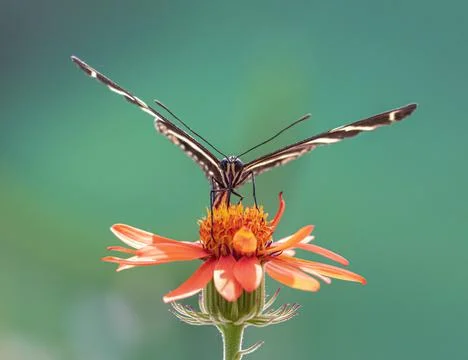 Closeup front view of Zebra Longwing Butterfly drinking flower nectar Stock Photos