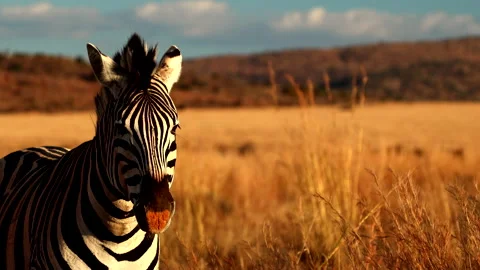 Closeup frontal of Plains zebra with dusty muzzle in golden field at sunset 스톡 동영상 313463229