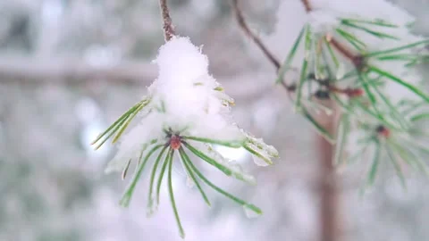 Closeup frosted pine tree twig needles Vídeo Stock 320798647