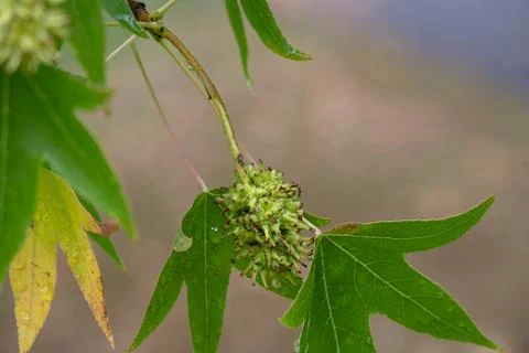 Closeup of fruit and leaves of Sweet Gum tree (Liquidambar styraciflua 'Wor.. Stock Photos