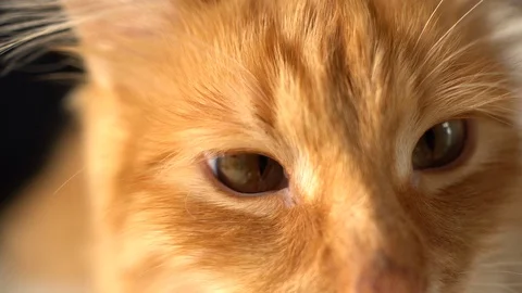 Closeup of funny Cat Face -with curious looking at cam Stockbeeldmateriaal 70623632