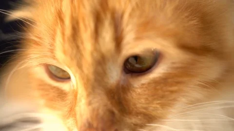 Closeup of funny Cat Face -with curious looking at cam Stock Footage 70629439