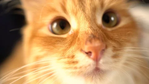 Closeup of funny Cat Face -with curious looking at cam Stock Footage 70631515