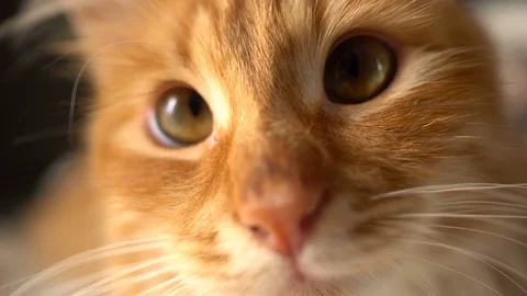 Closeup of funny Cat Face -with curious looking at cam 스톡 동영상 70633093