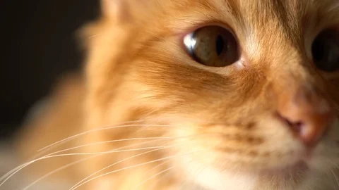 Closeup of funny Cat Face -with curious looking at cam Stock Footage 70634234