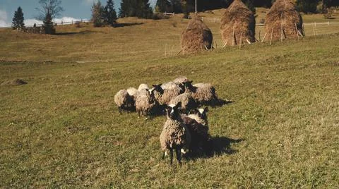 Closeup funny sheeps look at camera. Aerial nature landscape. Rural farmlands Stockfoto's