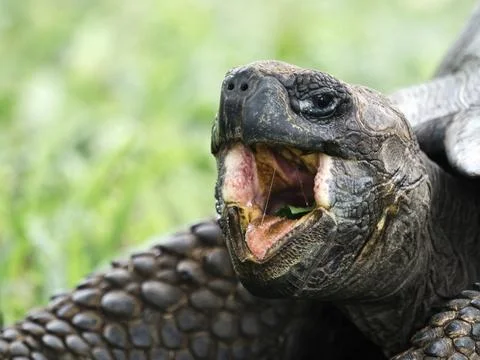 Closeup of a Galpagos tortoise Stock Photos