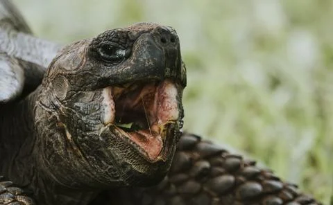 Closeup of a Galpagos tortoise Stock Photos