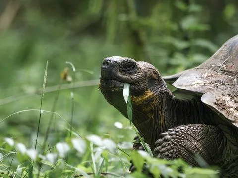 Closeup of a Galpagos tortoise Stock Photos