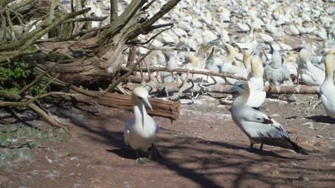 Closeup Gannet Seabirds Nesting on Bonaventure Island, Canada Vídeos de archivo 166067945