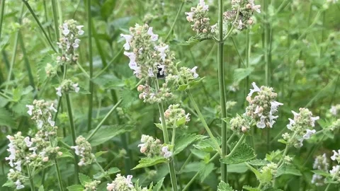 Closeup of garden bumblebee or small garden bumblebee Stock Footage 234247163