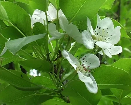 Closeup of garden flowers in the wind Stock Footage 295510