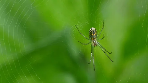 Closeup of Garden Spider in Web Stock Footage 39252084