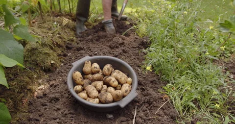 Closeup gardener’s fork digging the potatoes from the ground in a kitchen garden Stock Footage 163345259
