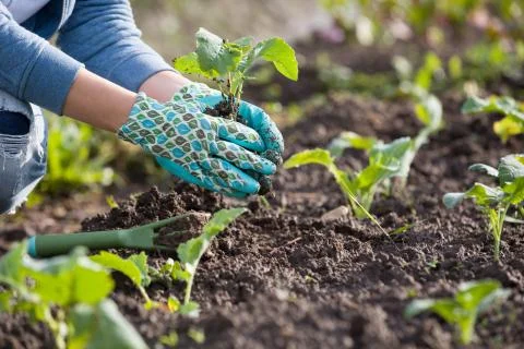Closeup of gardener's hands planting small flowers at back yard in spring Stock Photos