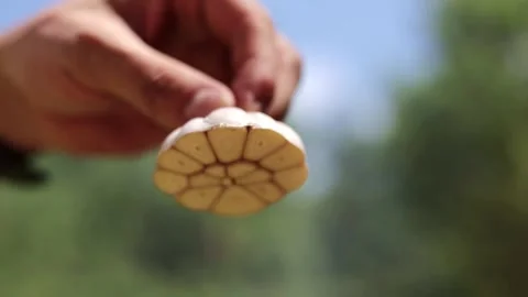 Closeup of a Garlic Bulb Stock-Footage 280118166