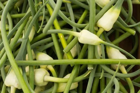 Closeup of Garlic Scapes 스톡 사진