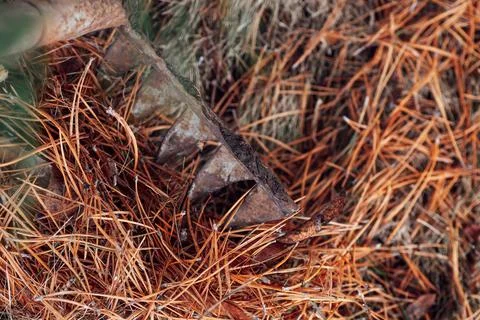 Closeup of gathering pine needles with old rusty rake and using them as eco Stock Photos