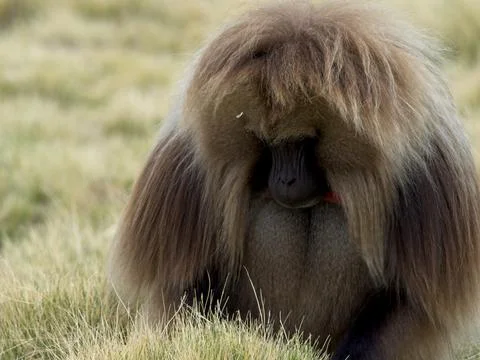 Closeup of Gelada Monkey (Theropithecus gelada) head down grazing Ethiopia Stock Photos