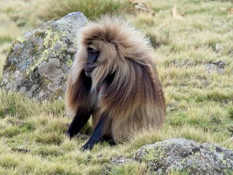 Closeup of Gelada Monkey (Theropithecus gelada) fur blowing in wind Ethiopia Stock Photos