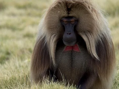 Closeup of Gelada Monkey (Theropithecus gelada) head up grazing Ethiopia Stock Photos