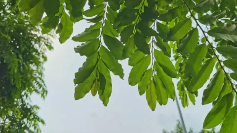 Closeup of Gently Swaying Green Compound Leaves Against Bright Sky Stock Footage 340972571