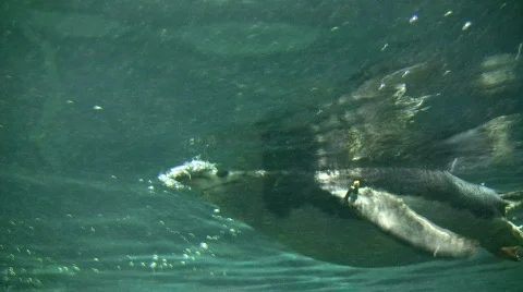 Closeup of a Gentoo Penguin swimming through the water Stock-Footage 360053