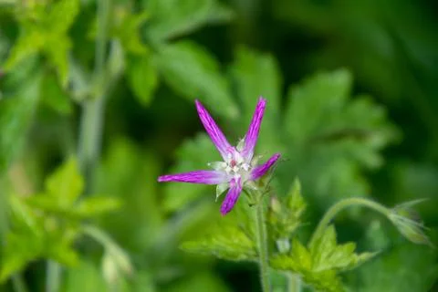 A closeup of a geranium flower. Foto stock