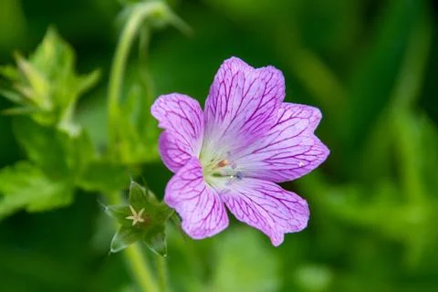 A closeup of a geranium flower. Stock Photos