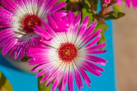 Closeup of  gerbera flowers Stock Photos