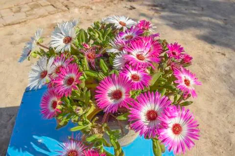 Closeup of gerbera flowers Stock Photos