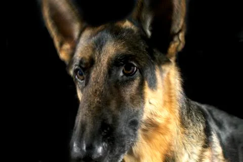 Closeup of german shepherd face Stock Photos
