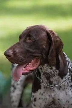 Closeup of German Shorthair Pointer Stock Photos