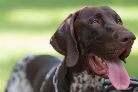 Closeup of German Shorthair Pointer Stock Photos