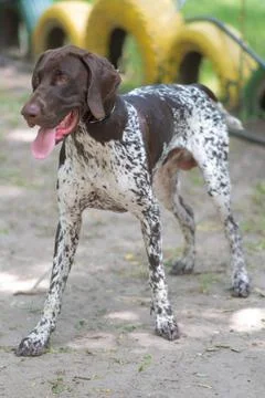 Closeup of German Shorthair Pointer Stock Photos