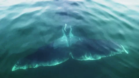 Closeup giant bowhead whale spotted tail swimming in calm blue ocean water Stock Footage 257708279