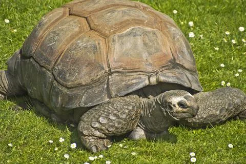 Closeup of a giant gopher tortoise walking on a grass field Stock Photos