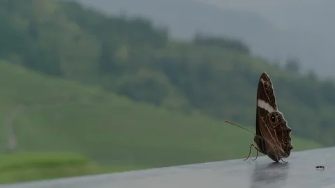 Closeup of giant moth in front of longji rice terrace china Stock Footage 94319446