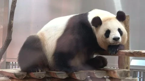 Closeup of Giant Panda Taking Nap Through Glass. 4K  Cute Panda Bear Sleeping Stock Footage 310761141
