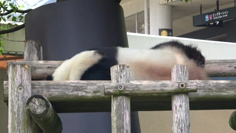 Closeup of Giant Panda Taking Nap. 4K Cute Panda Bear Sleeping Time Stock Footage 311613085