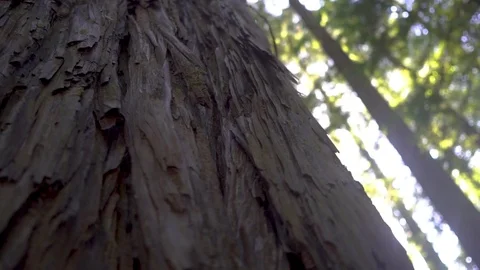 Closeup of Giant Sequoia Stock Footage 80175737