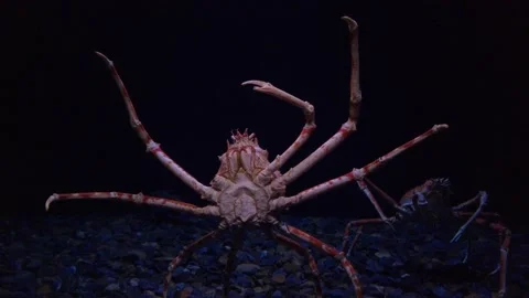 Giant Spider Crab Stock Footage Royalty Free Stock Videos Pond5