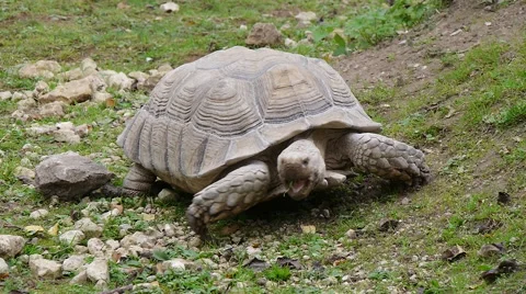 Closeup of giant tortoise eating grass in wild life park Stock Footage 45350839