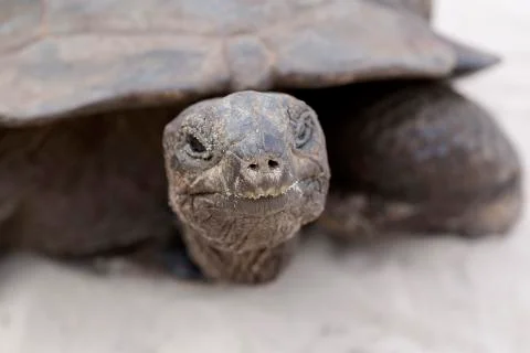 Closeup of giant tortoise Stock Photos